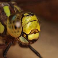 Southern Hawker 